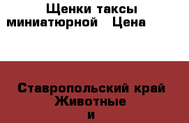 Щенки таксы миниатюрной › Цена ­ 1 500 - Ставропольский край Животные и растения » Собаки   . Ставропольский край